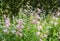 Penstemon `MacPenny`s Pink` in a bright cottage garden. Dark green hedge behind
