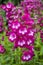 Penstemon `Marilyn`