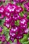 Penstemon `Marilyn`