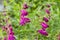 Penstemon mexicali cultivar red rocks flowers, purple ornamental bell flowering small plant