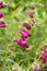 Penstemon mexicali cultivar red rocks flowers, purple ornamental bell flowering small plant