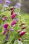 Penstemon mexicali cultivar red rocks flowers, purple ornamental bell flowering small plant