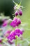 Penstemon mexicali cultivar red rocks flowers, purple ornamental bell flowering small plant