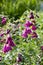 Penstemon mexicali cultivar red rocks flowers, purple ornamental bell flowering small plant