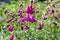 Penstemon mexicali cultivar red rocks flowers, purple ornamental bell flowering small plant