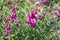 Penstemon mexicali cultivar red rocks flowers, purple ornamental bell flowering small plant