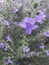 Penstemon parryi blue 8150