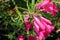 Penstemon pink cultivar