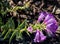 Penstemon purple cultivar