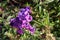 Penstemon purple cultivar