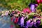 Penstemon purple cultivar