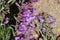 Penstemon Speciosus Bloom - San Emigdio Mtns - 071123