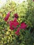 Penstemon â€˜Garnetâ€™ or `Andenken an Friederich Hahnâ€™ perennial with spikes of tubular deep wine red flowers