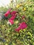 Penstemon â€˜Garnetâ€™ or `Andenken an Friederich Hahnâ€™ with spikes of tubular deep wine red flowers