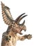 Pentaceratops Dinosaur on white background