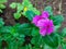 pentagon violet flower with deep green gerbera leaves