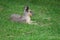 Pentagonian mara resting in the garden