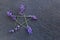 Pentagram - Witch, Wicca, Pagan symbol made of lavender flower spikes against gray / grey slate background