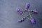 Pentagram - Witch, Wicca, Pagan symbol made of lavender flower spikes against gray / grey slate background