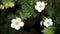 Pentaphylloides or cinquefoil, Potentilla davurica is small shrub with white flowers, decorative culture of long flowering