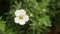 Pentaphylloides or cinquefoil, Potentilla davurica is small shrub with white flowers, decorative culture of long flowering
