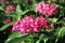 Pentas evergreen shrub