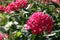 Pentas evergreen shrub