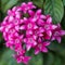 Pentas is genus of flowering plants in the family Rubiaceae.