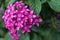 Pentas is genus of flowering plants in the family Rubiaceae.