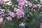 Pentas lanceolata in bloom