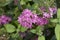 Pentas lanceolata in bloom