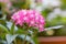 Pentas lanceolata, commonly known as Egyptian Starcluster