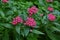 Pentas lanceolata  Egyptian starcluster  flowers.