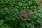 Pentas lanceolata  Egyptian starcluster  flowers.