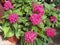 Pentas lanceolata or Egyptian starcluster pink flowering plant native to Africa. Overhead shot