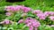 Pentas lanceolata flowers video. Pink colour