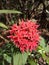 Pentas lanceolata red. Red Egyptian star cluster in Ratnapura Sri Lanka