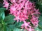 Pentas lanceolata or star flowers