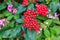 Pentas, pink and red little star shaped flower