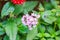 Pentas, pink and red little star shaped flower