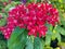 Pentas, Red, also known as Egyptian Starcluster, Pentas, Starflower