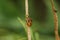 Pentatomidae. Eurydema dominulus , adult final instar nymph. Shield bug in garden.
