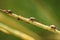 Pentatomidae. Eurydema dominulus , adult final instar nymph. Shield bug in garden.