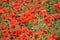 Pentire Poppies, Cornwall UK