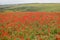 Pentire Poppies, Cornwall UK