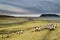 Penyghent mountain with Swaledale sheep