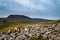 Penyghent mountain with Swaledale sheep