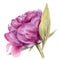 Peon flower watercolor botanical illustration isolated on white background