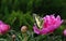 Peonies blooming in the garden. bright colorful swallowtail butterfly on a pink peony flower. butterfly on a flowers