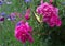 Peonies blooming in the garden. bright colorful swallowtail butterfly on a pink peony flower. butterfly on a flowers